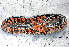 schlangen-aquarell